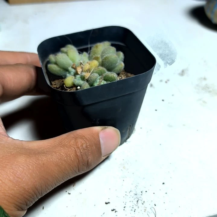 满6元包邮，信冬妮群