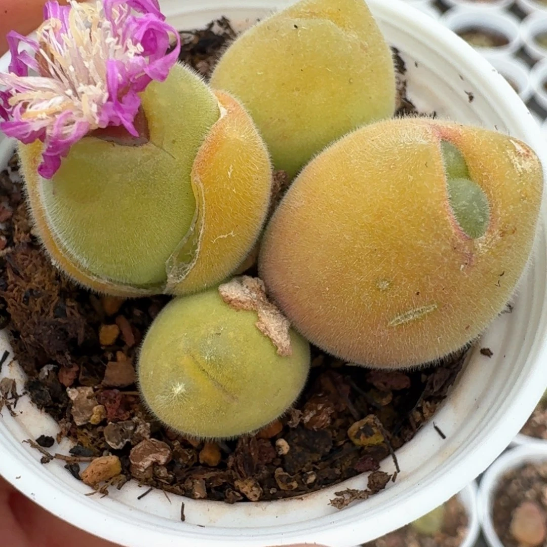 23长毛毛翠滴带盆土发货