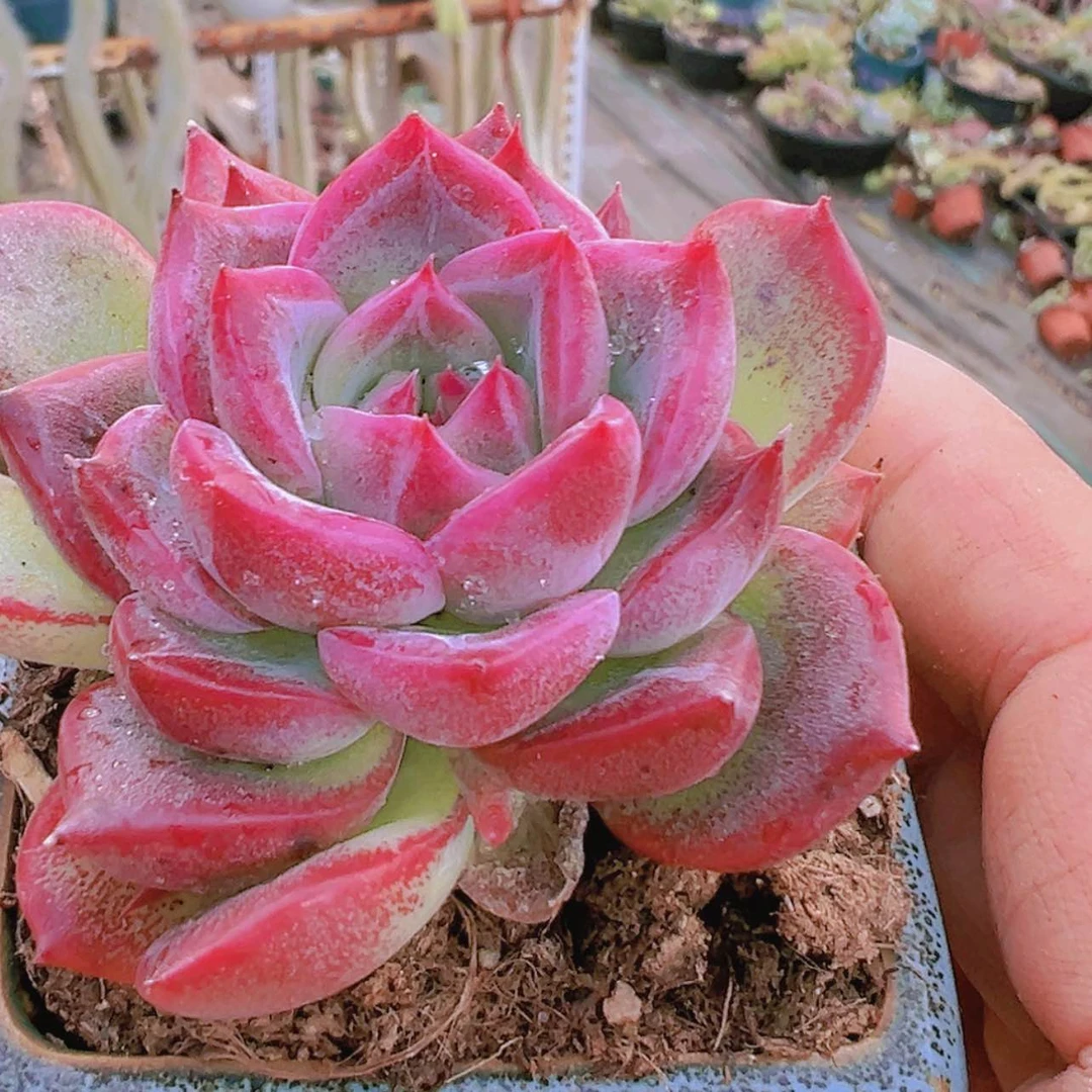 【闪购商品】瑞安哪多肉3.8