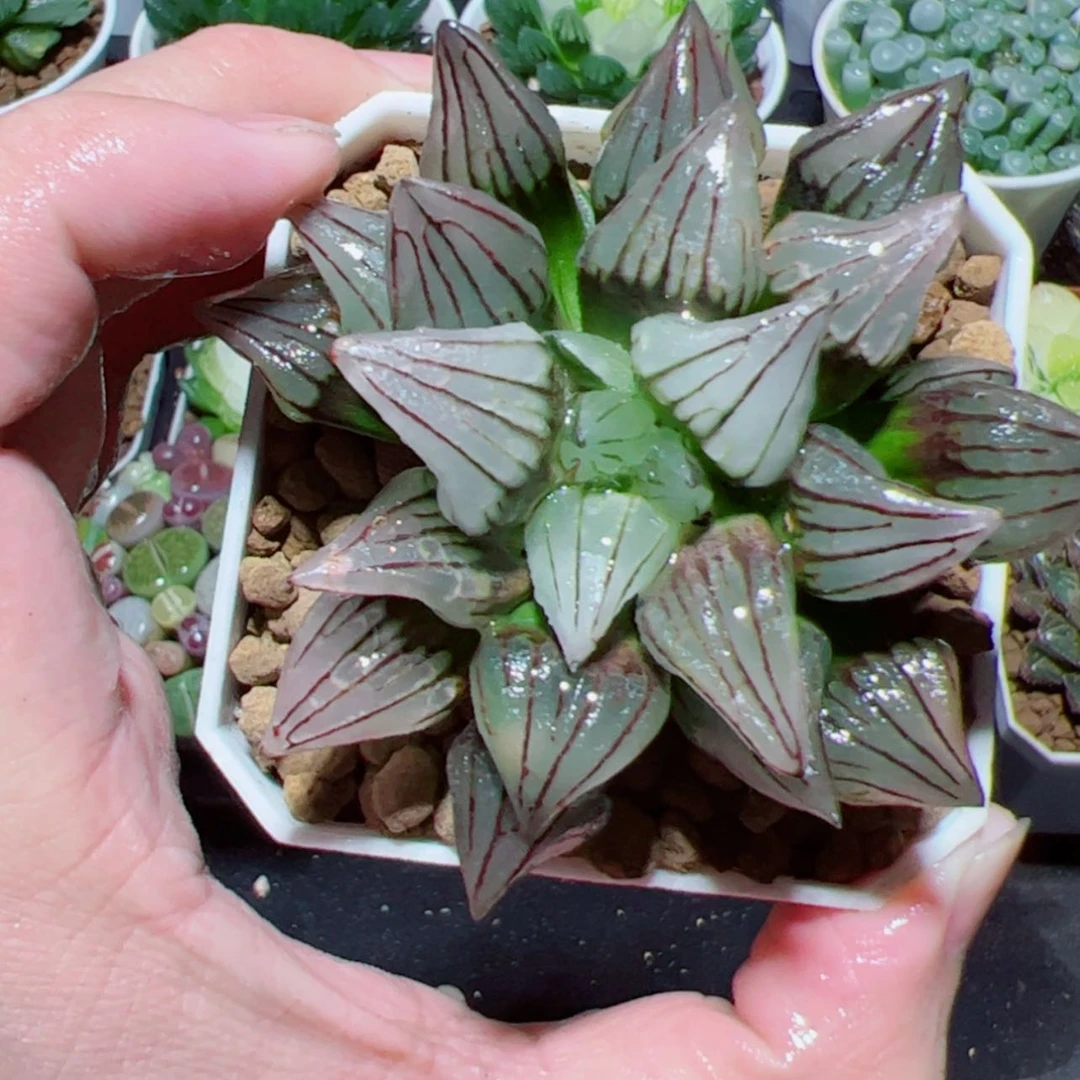 【闪购商品】西瓜寿