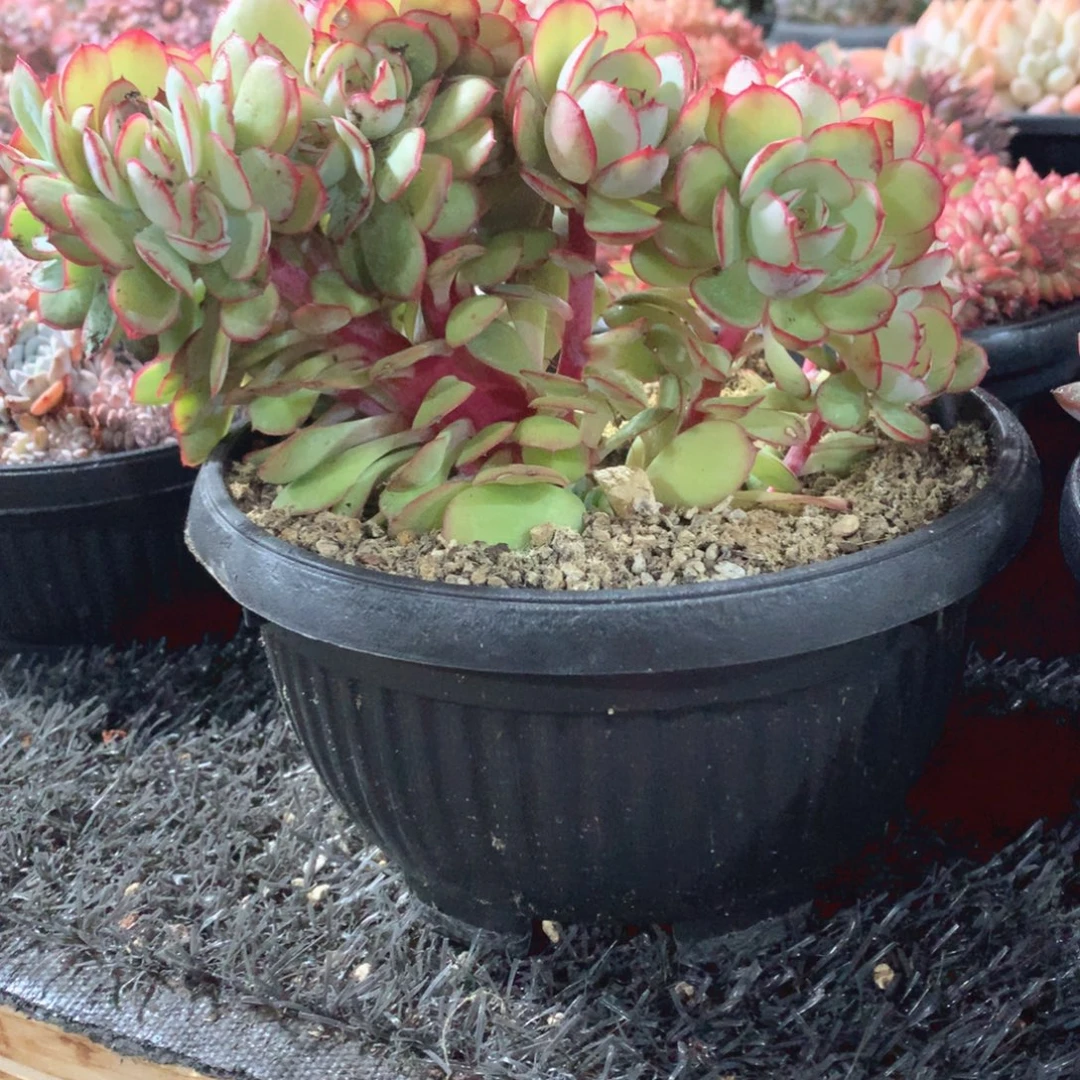 多肉植物多肉植物牡丹亭树缀