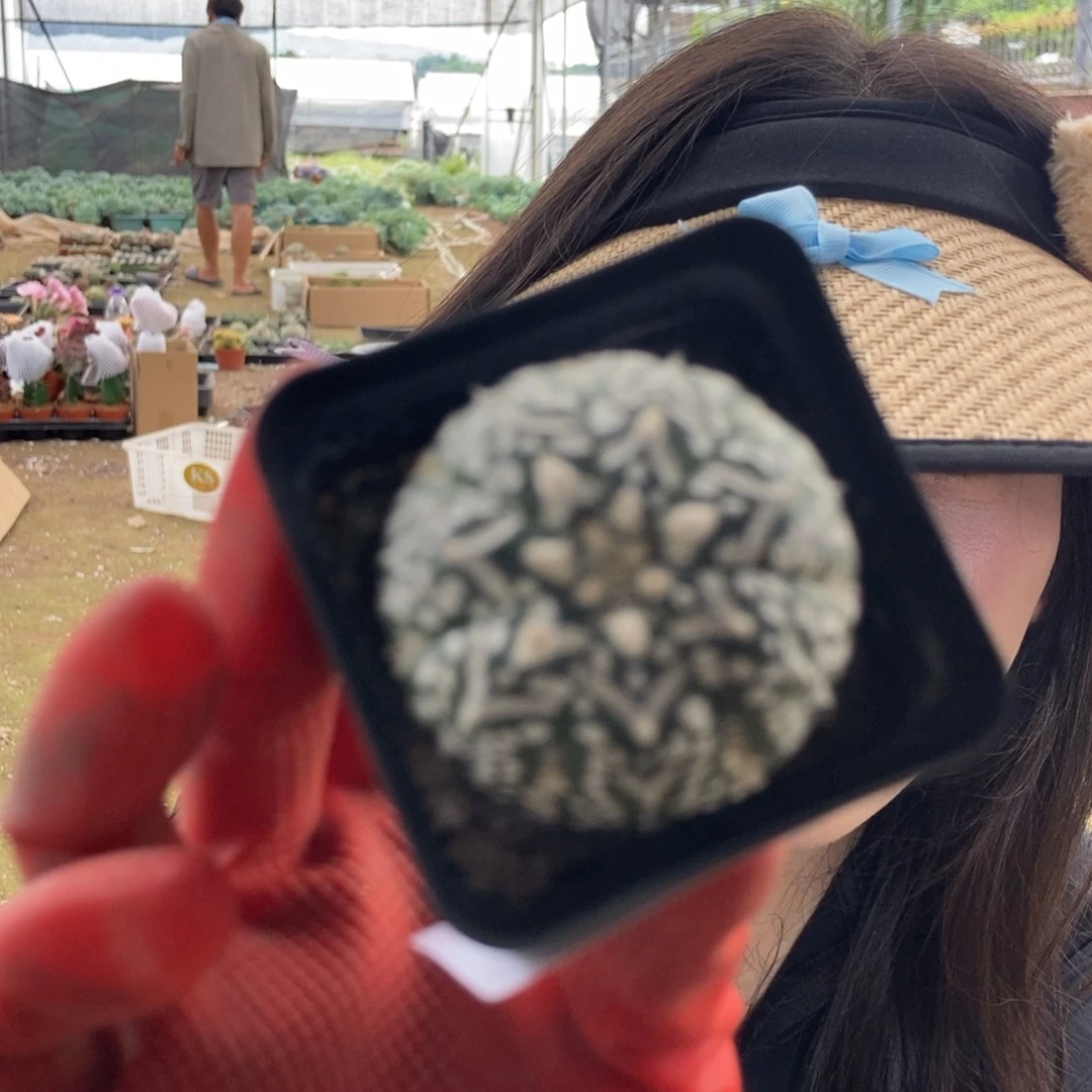 161 一物一拍仙人球
