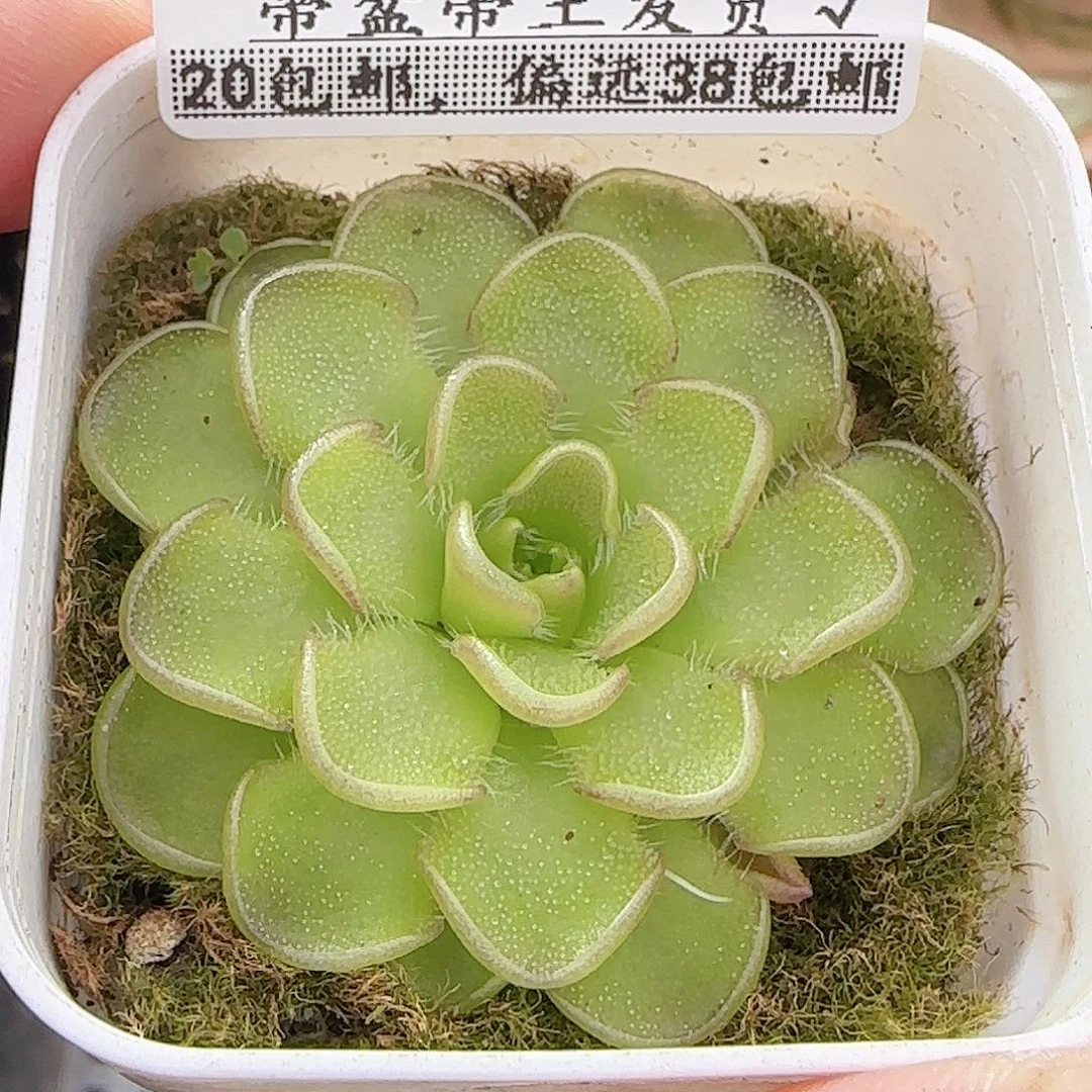 多肉0925--188近藤捕虫堇