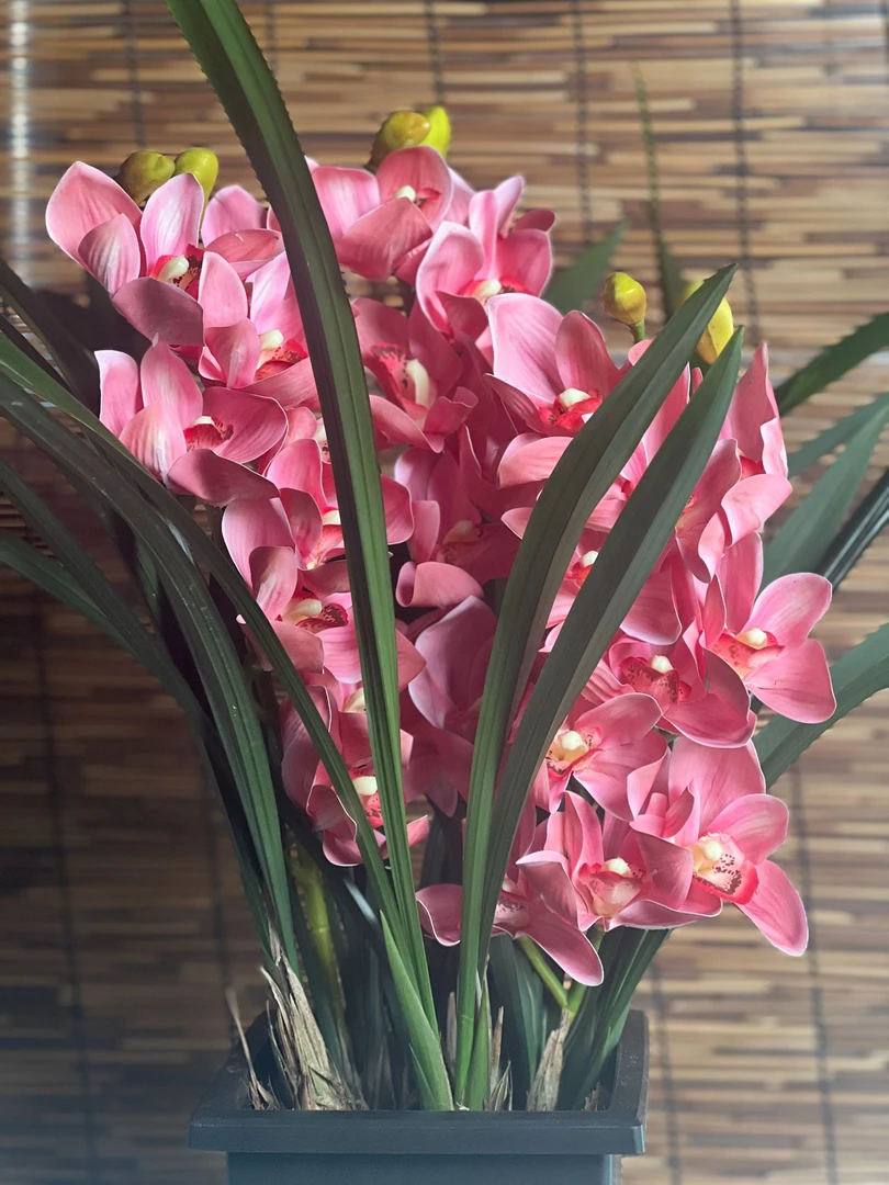 [粉色佳人] 兰花 室内高端办公绿植 四季好养  兰花6苗