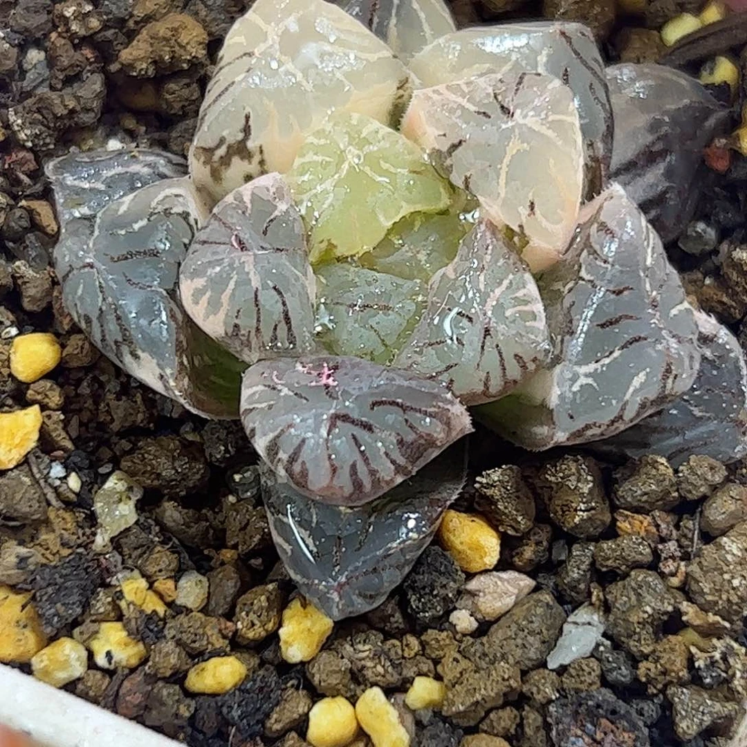 明珠锦十二卷多肉植物