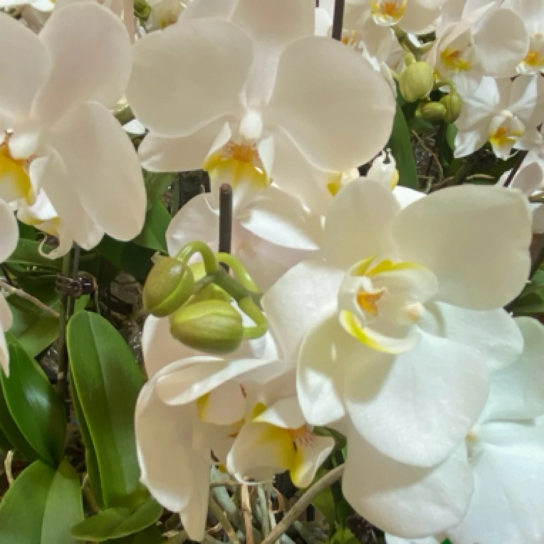 【因斯布鲁克两棵】蝴蝶兰基地直发