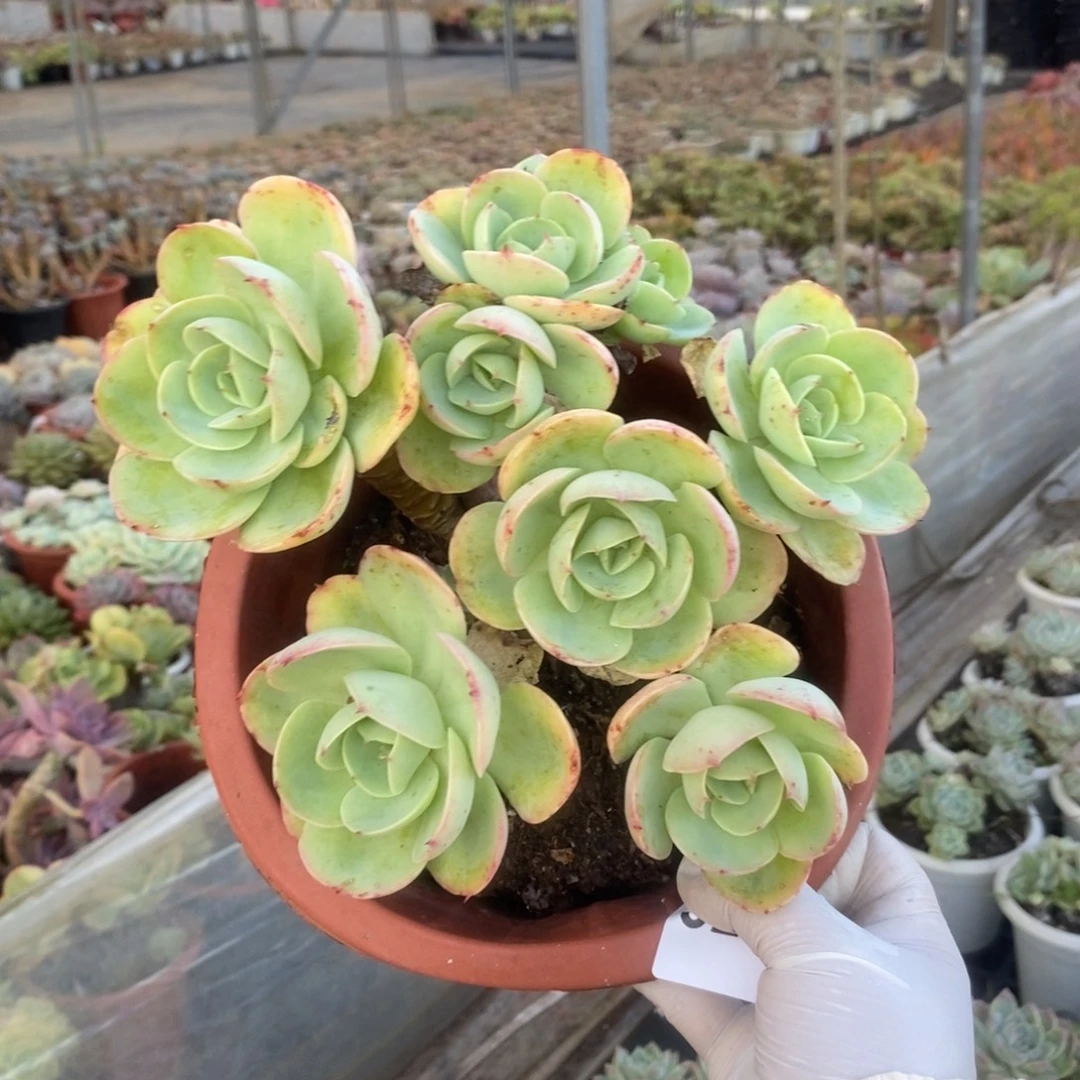 3267碧桃老桩一物一拍