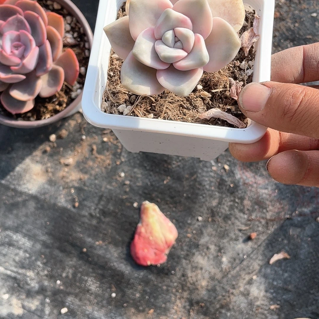 紫乐锦小老桩福利到盆