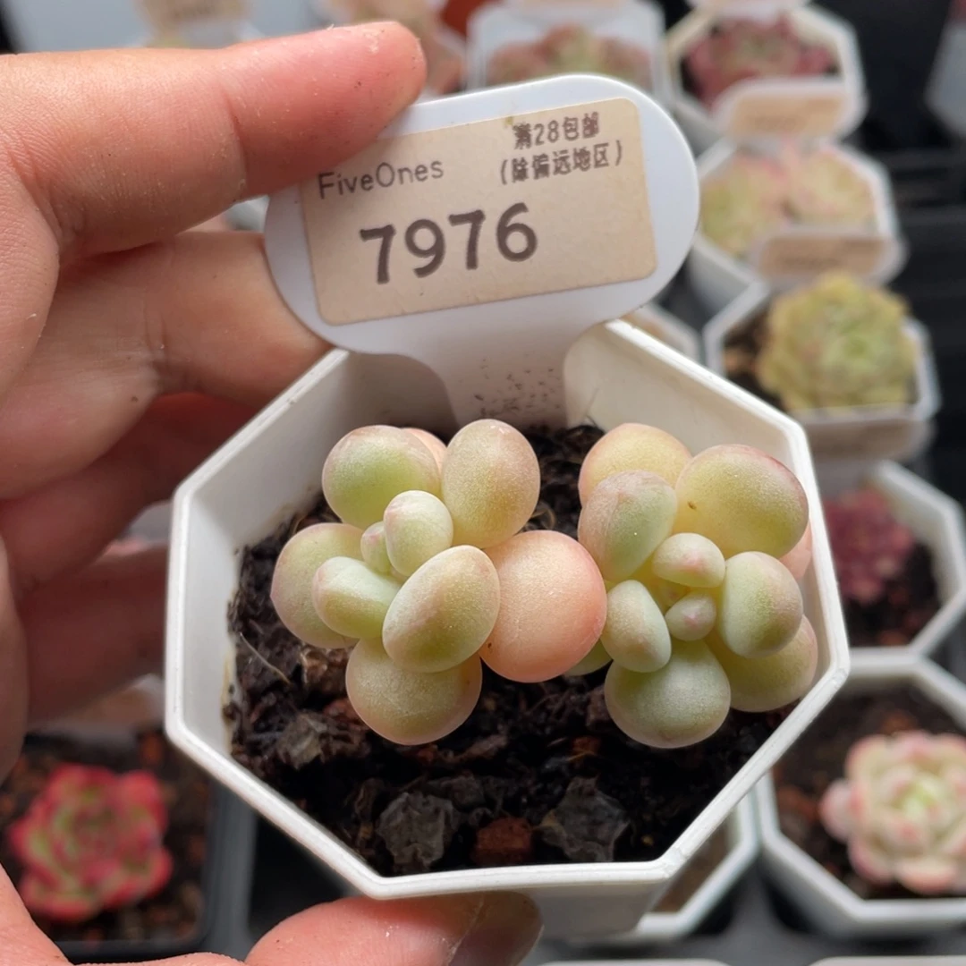 泡泡糖7976-5.5厘米