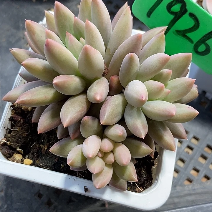 多肉植物水晶球1926