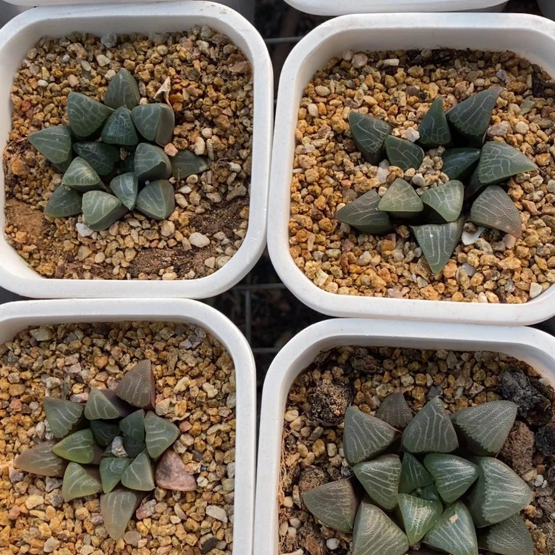 四颗一起实生超级大克 新年新粉福利