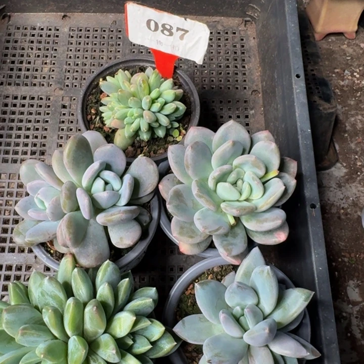 087多肉植物一物一拍