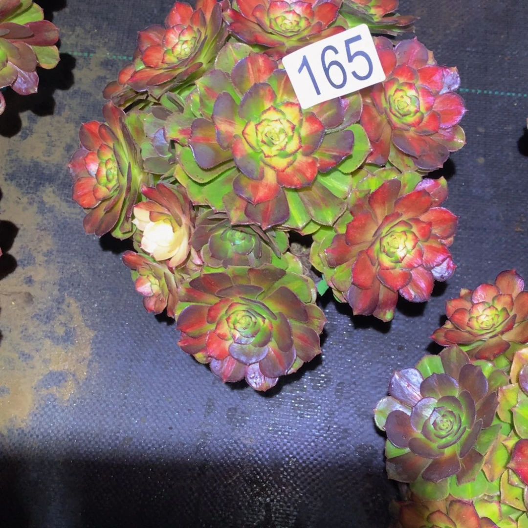 与***舞法师多肉植物165海王七彩