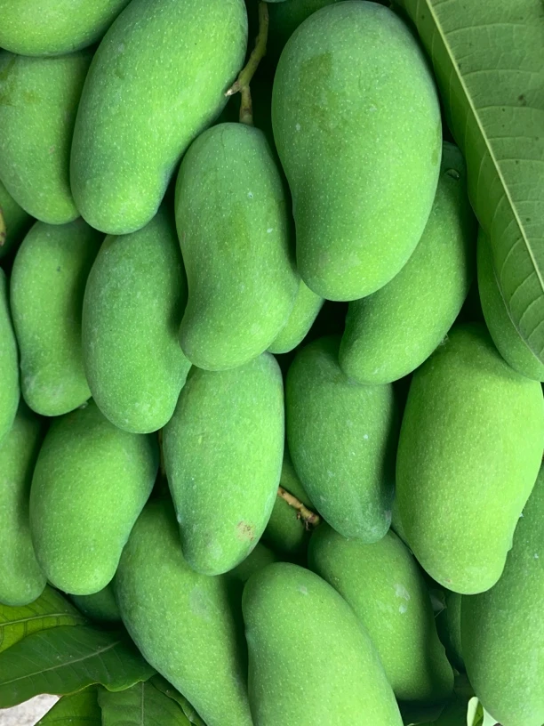 云南高山高海拔露天种植老品种芒果嘚