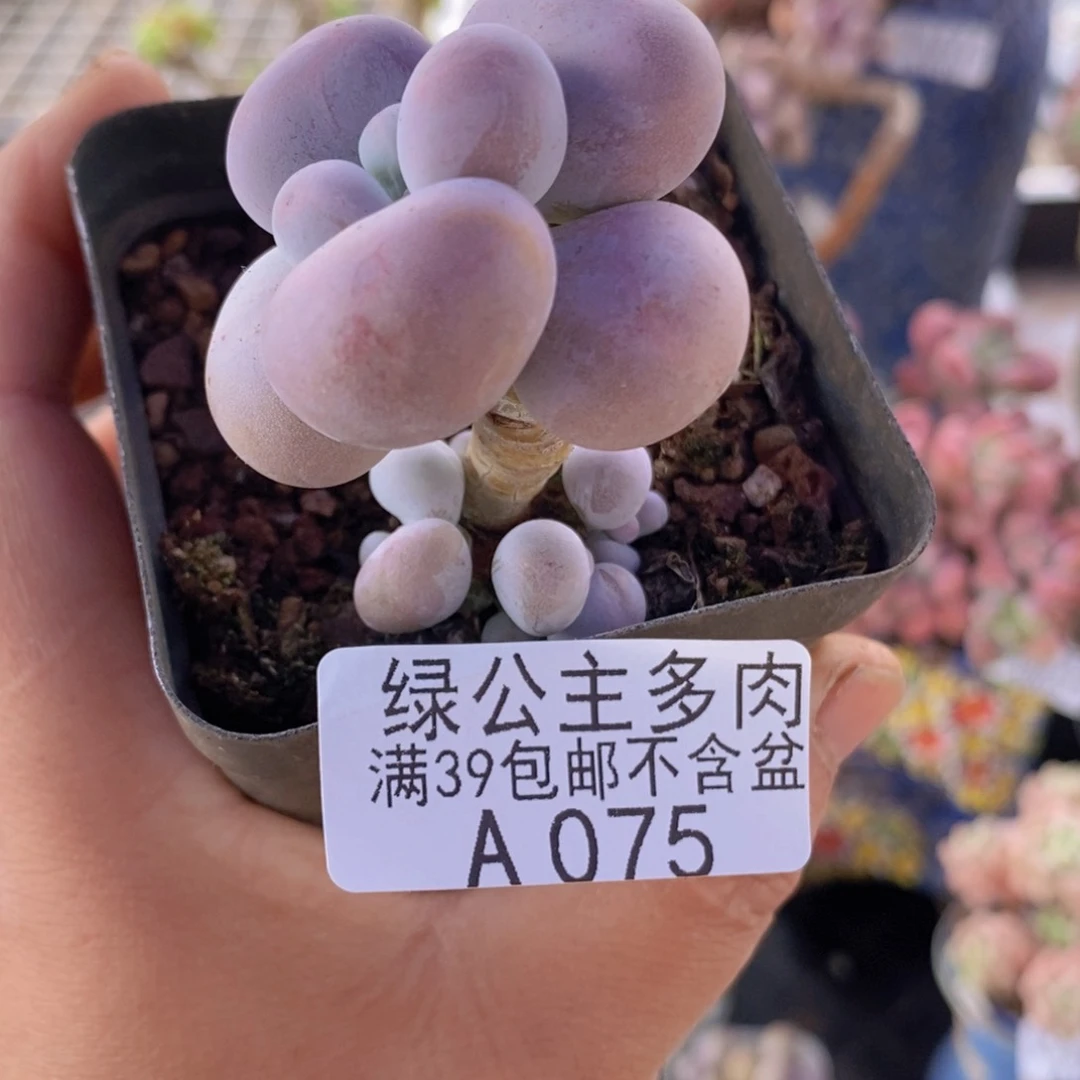 橙奶4cm075多肉植物