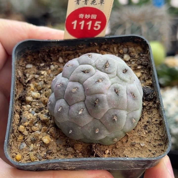 自根无刺习志野4.2cm