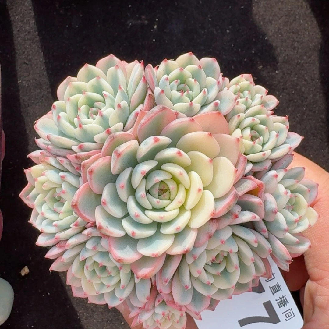 姬莲锦有砍      愿你一路坦途，乘风破浪展宏图