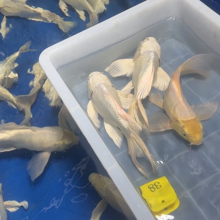 锦鲤淡水养殖基地38