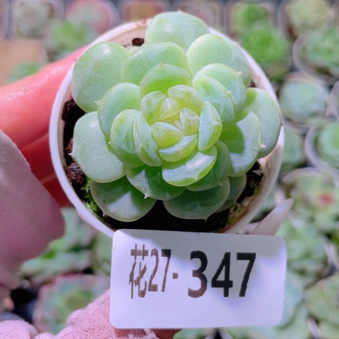 花利美27-347新品