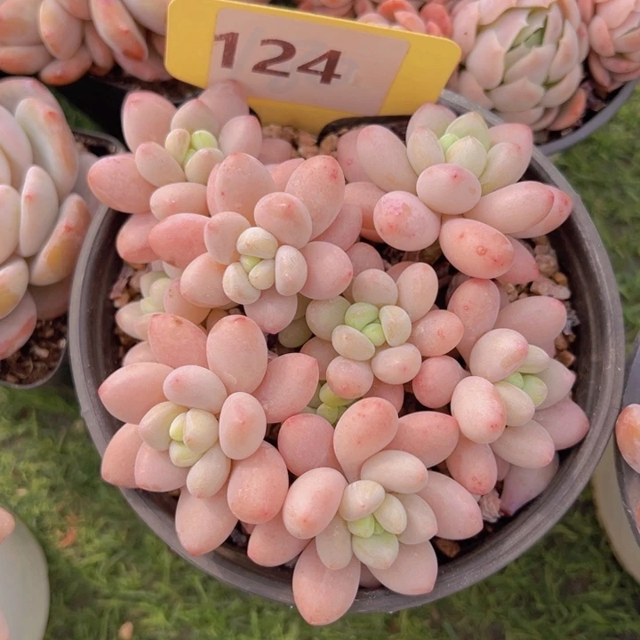 健健康康平平安安