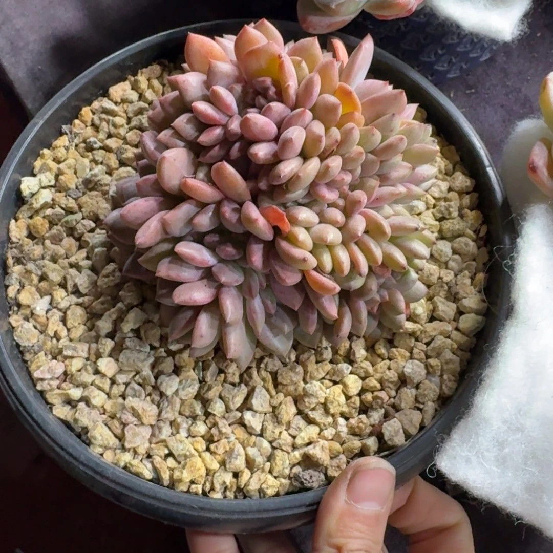 爱丽儿缀化一物一拍