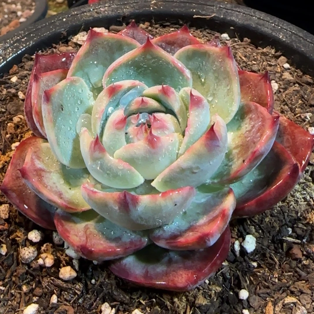 惊鸿一物一拍包装收缩花旱128