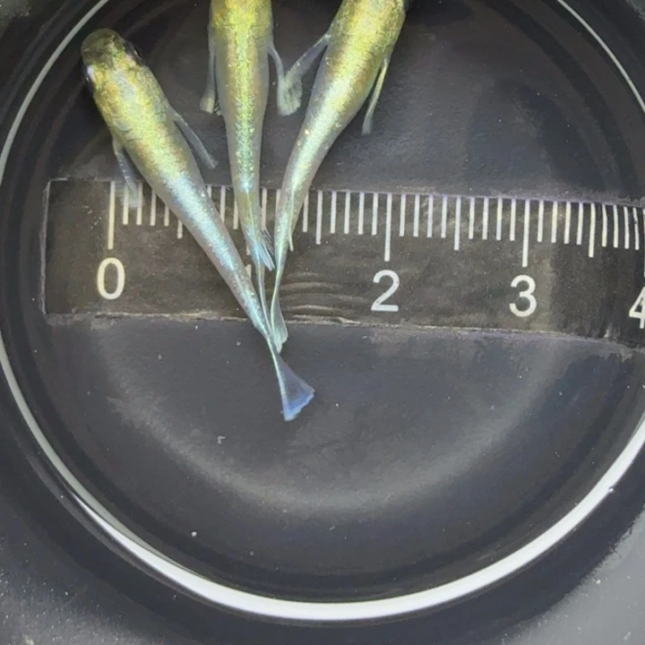 青鳉鱼帝姬20号青鳉