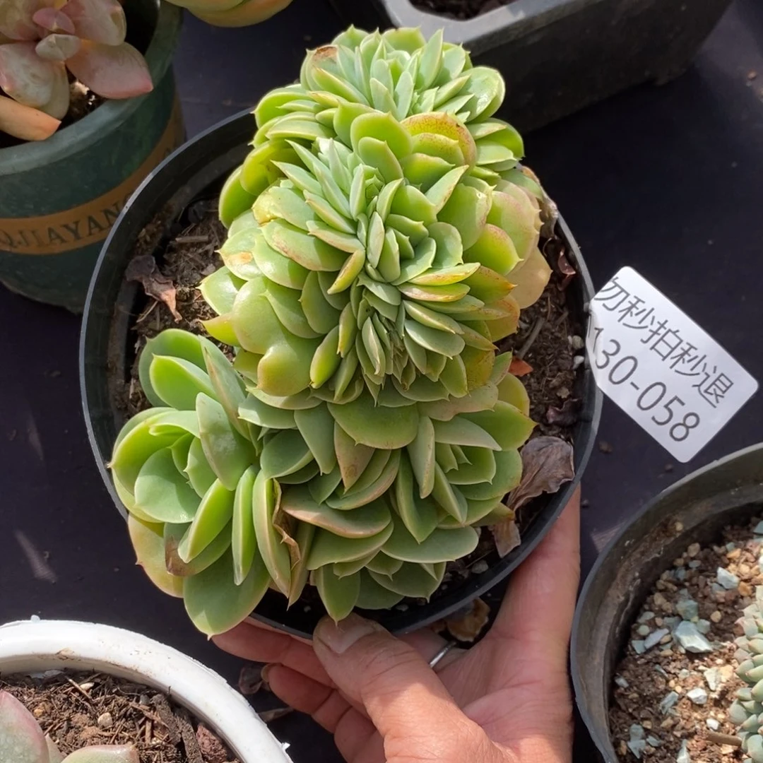 两单包邮1130-58星娜塔缀