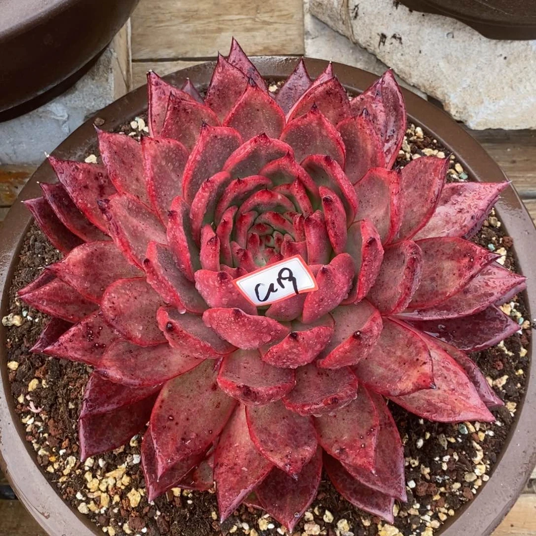 福利菩萨大母本a19