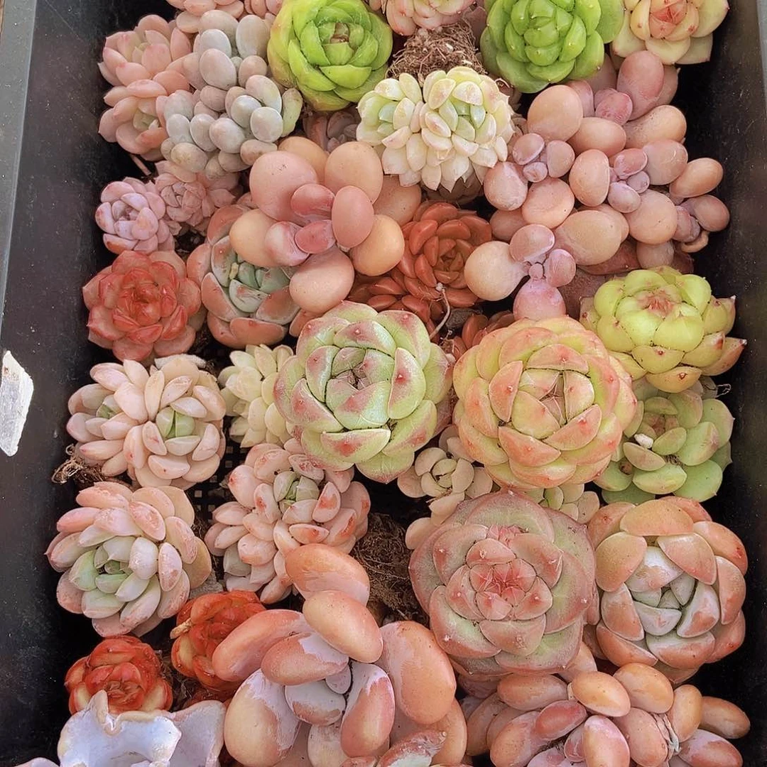 0000000000000001量拍保底20颗