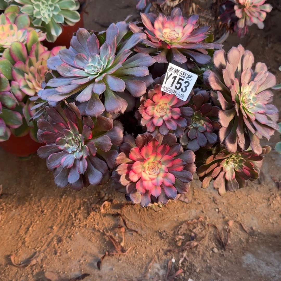 153妖花官服25左右2