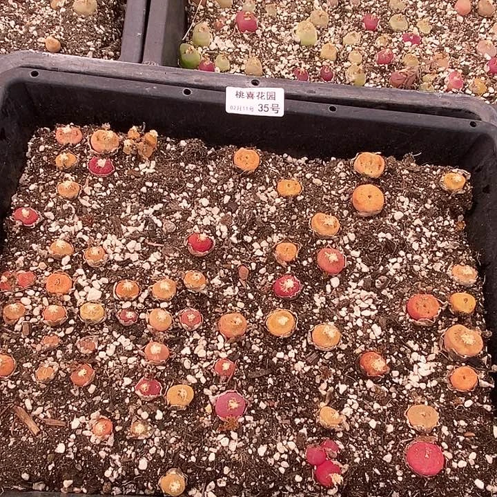 桃喜花园0211-35毛