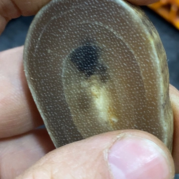 滴血莲花菩提吊坠