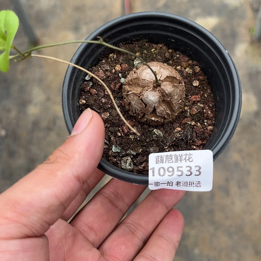 109533一物一拍单头发货