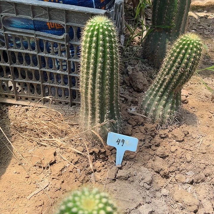 木***姐49号毛花柱飞碟带根球