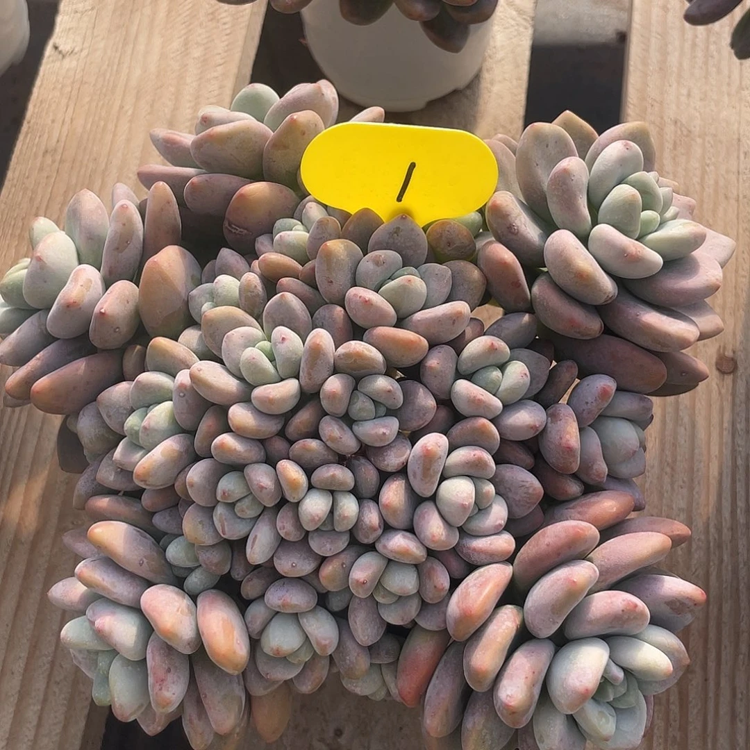 红洛神多肉植物老桩1