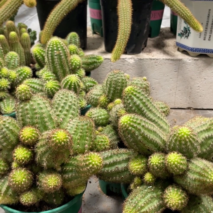 群生新品白檀阿尔巴一杯