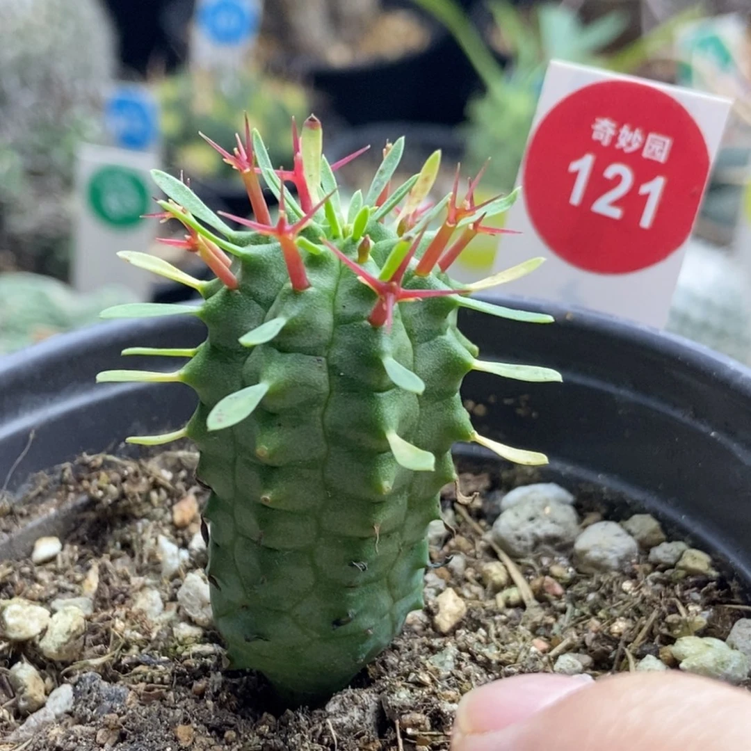 实生群星冠2.6cm一棵仙人球