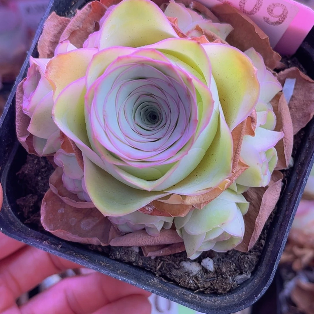 小玉手捧脱土裸根发货209