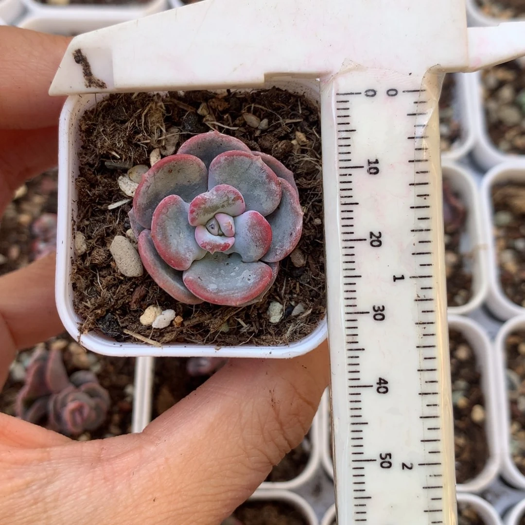 爱的松 小书肉奶酪多肉