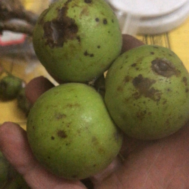 弋*文玩核桃灯笼小果