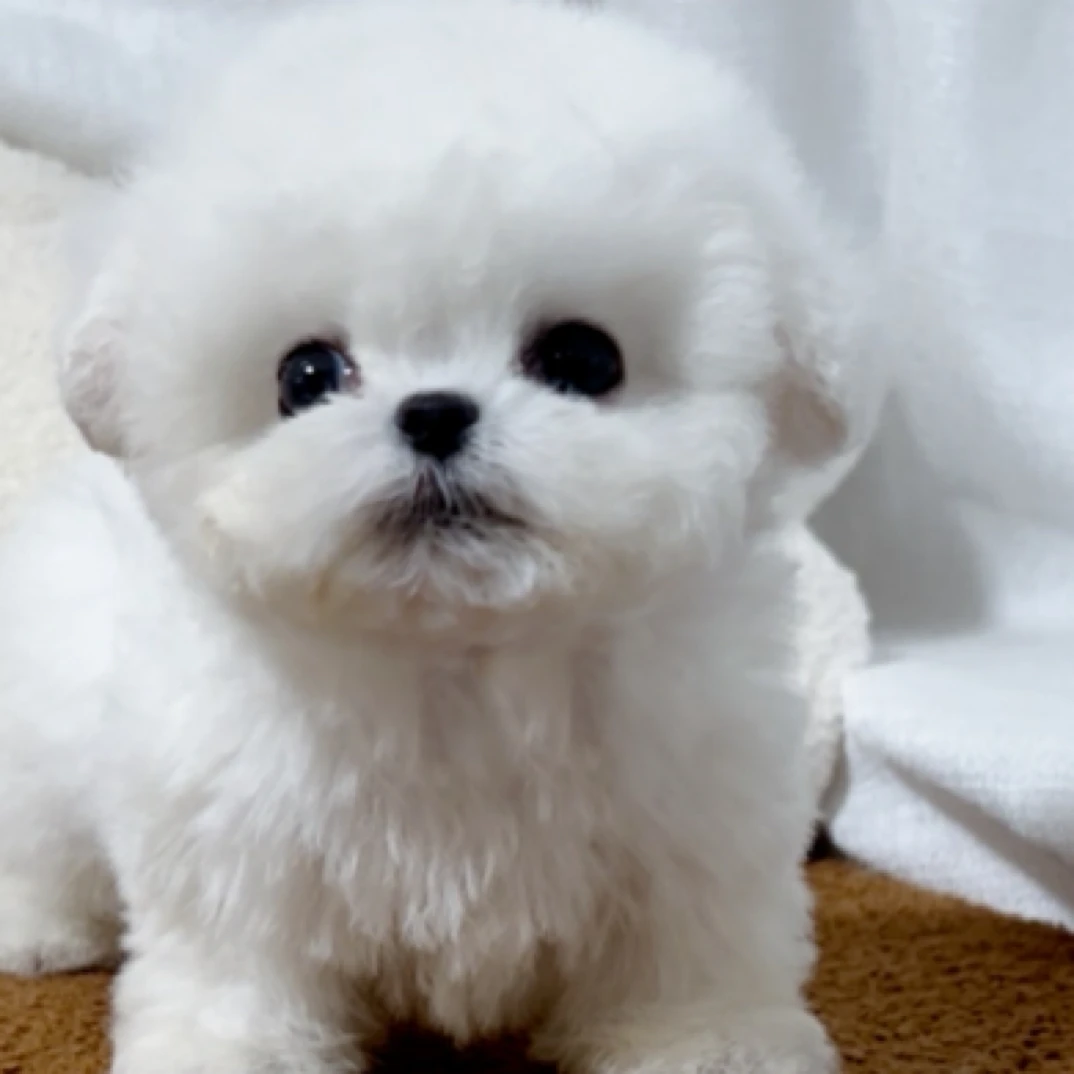 韩版小体比熊犬活体链接
