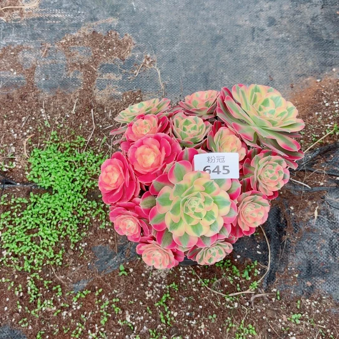 645 多肉植物法师锦