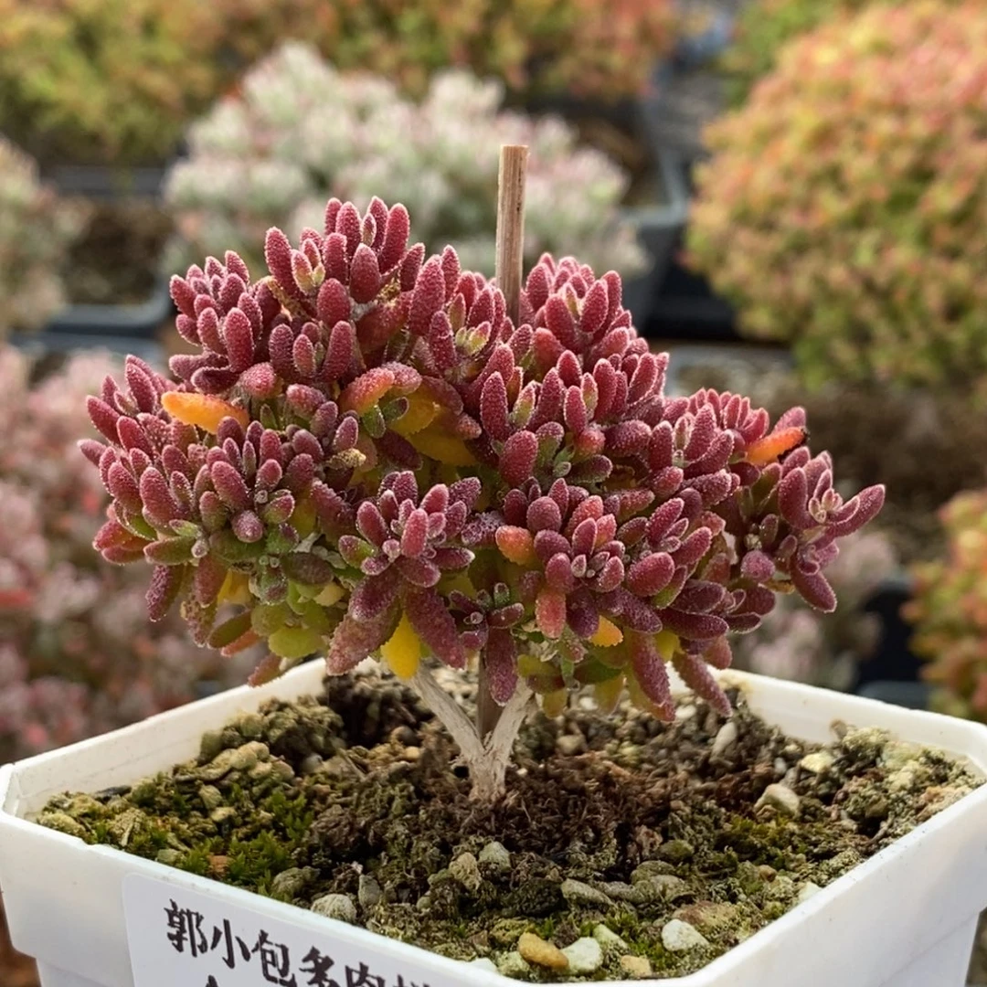 红麒麟3648枝干番杏