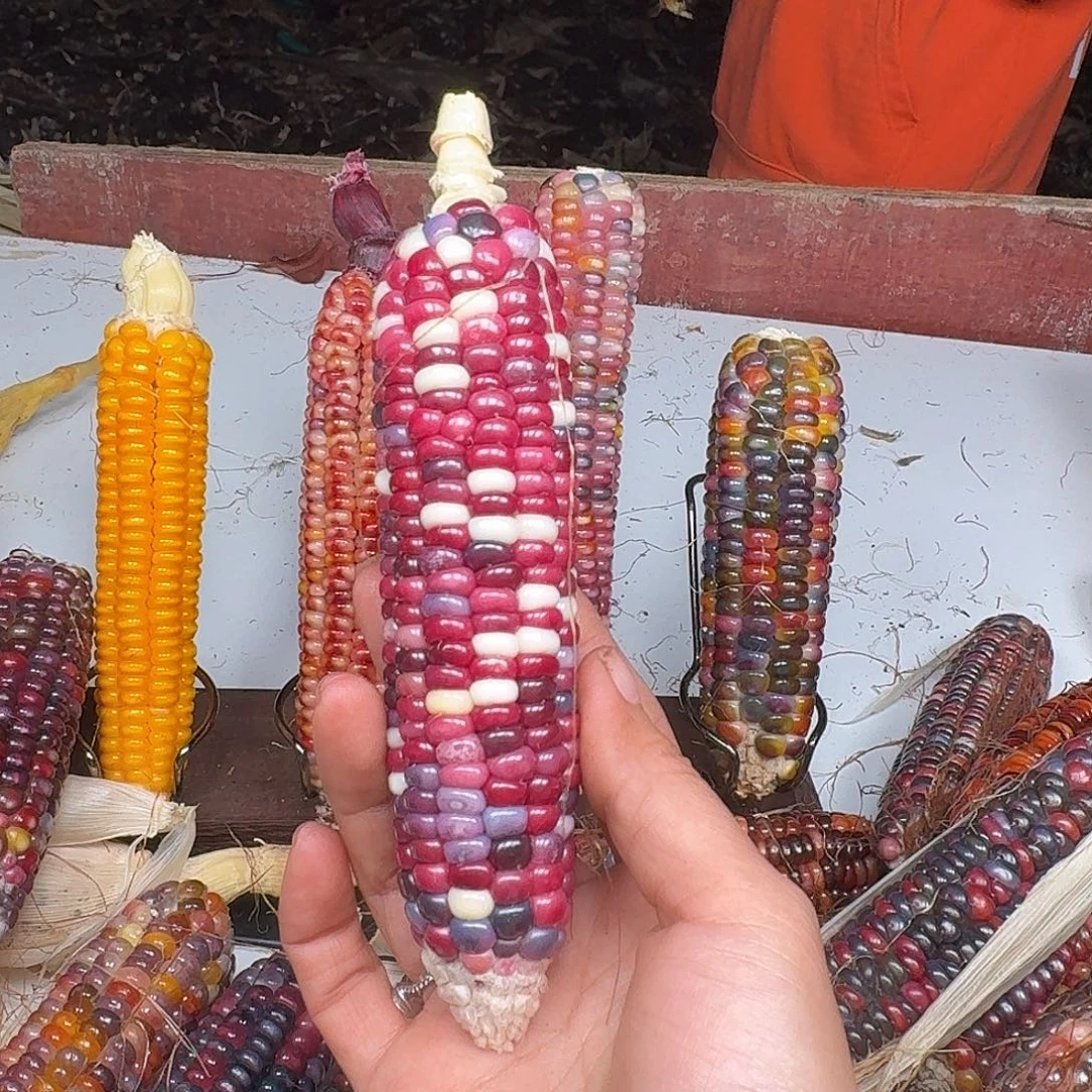 h***i吊坠柏香籽/百香籽