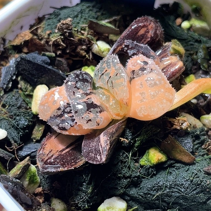 879摩多锦特选福利