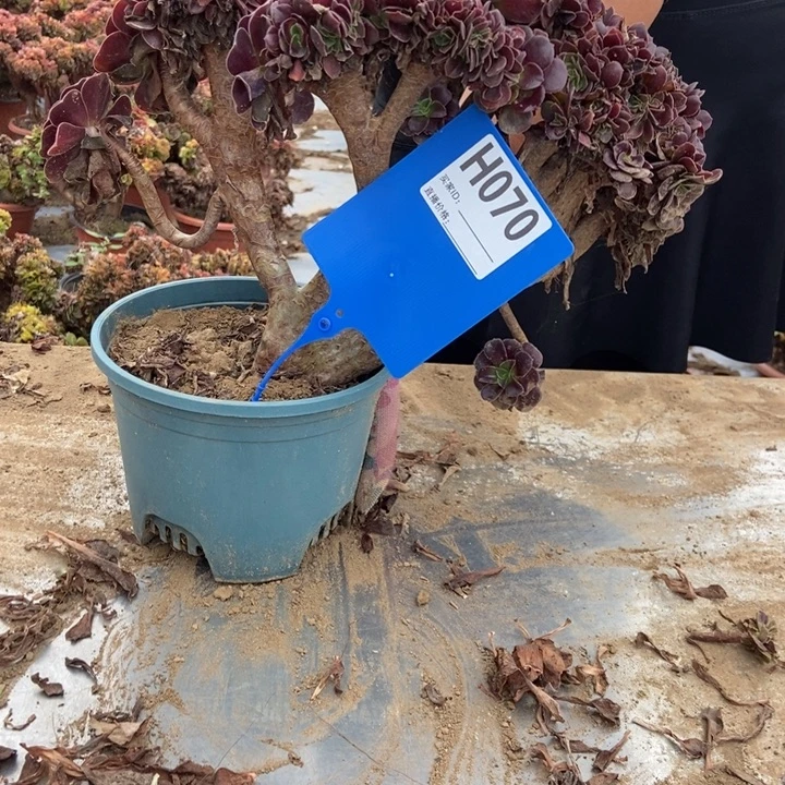 有***下H070欧紫欧紫欧紫