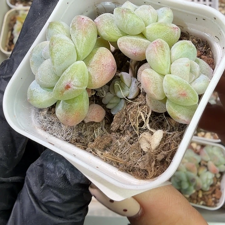 78 号到手1框江北多肉