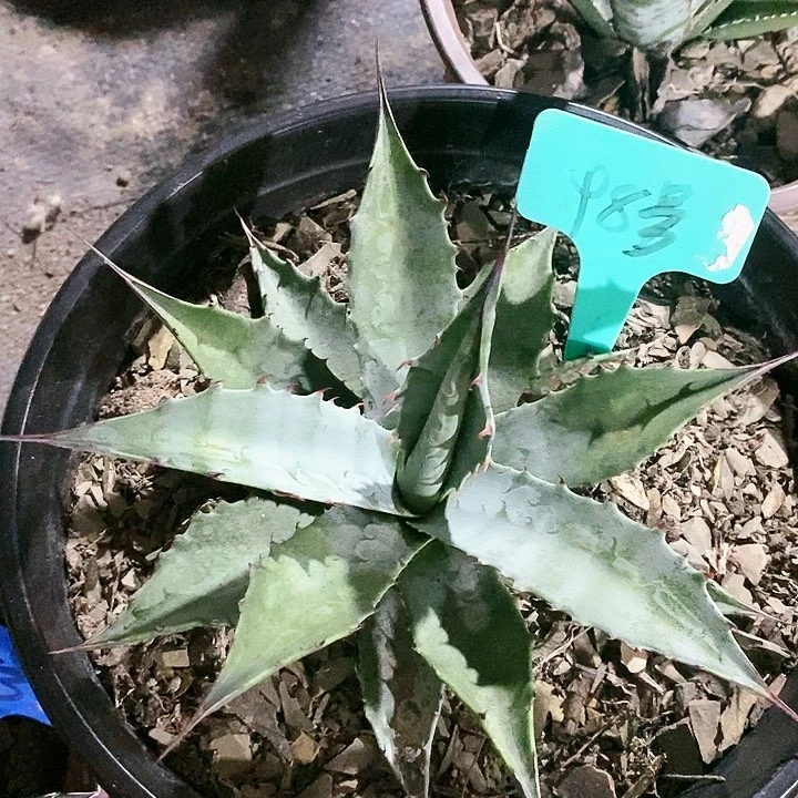 【闪购商品】无花朵龙舌兰金特里