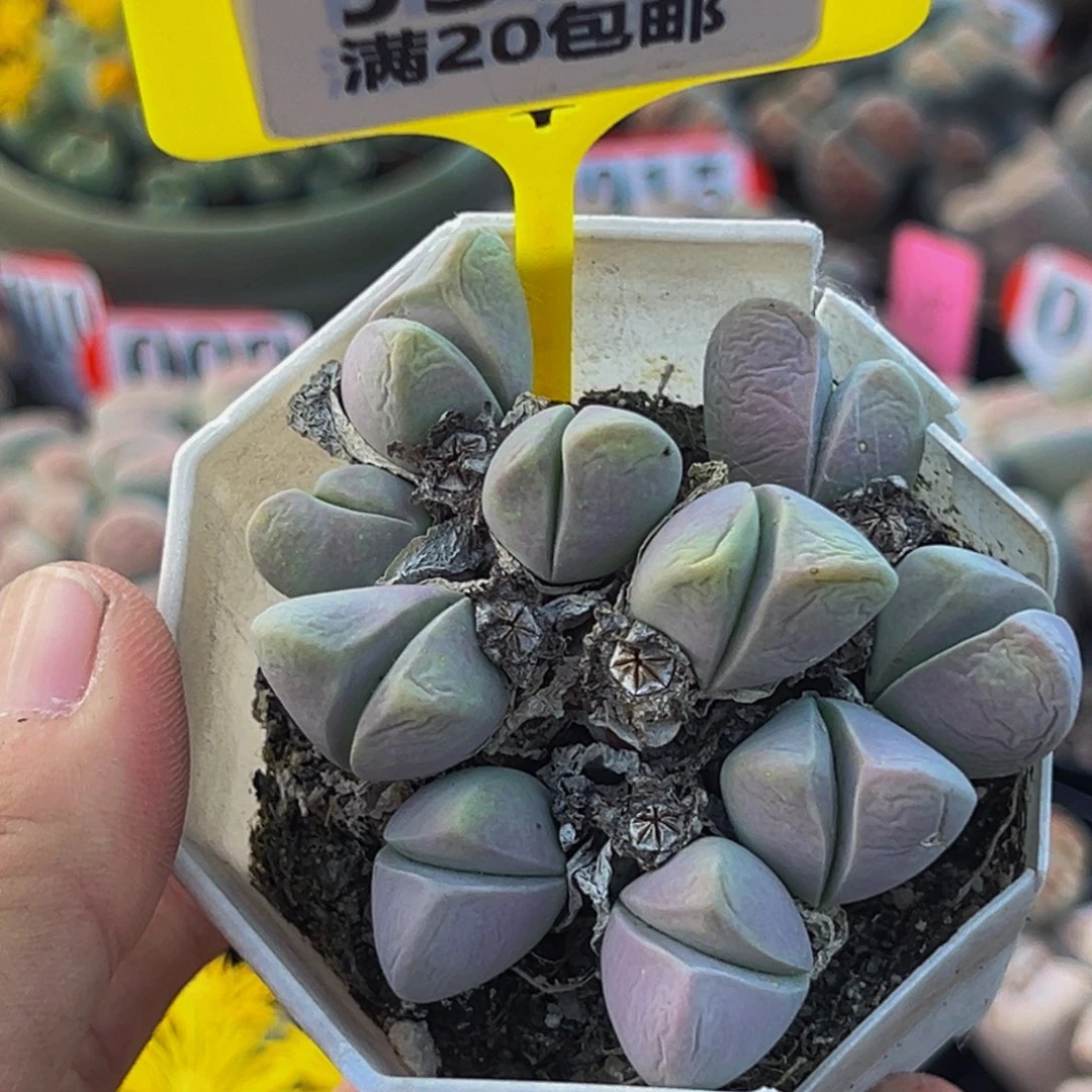 360 生石花大群生大群生